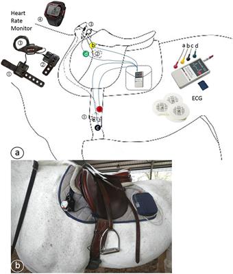 Agreement between Electrocardiogram and Heart Rate Meter Is Low for the Measurement of Heart Rate Variability during Exercise in Young Endurance Horses